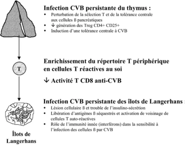 Fig. 1 : Plusieurs niveaux de dysrégulation immunitaire résultant d’une infection persistante par CVB du thymus et des îlots de  Lan-gerhans pancréatiques peuvent contribuer à la pathogénie de certains cas de diabète de type 1 (Treg = cellule T régulatrice