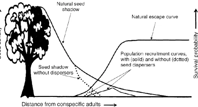 Figure  2  Représentation  graphique  du  modèle  de  Janzen-Connell  dans  un  contexte  de  défaunation  (Terborgh  et  al