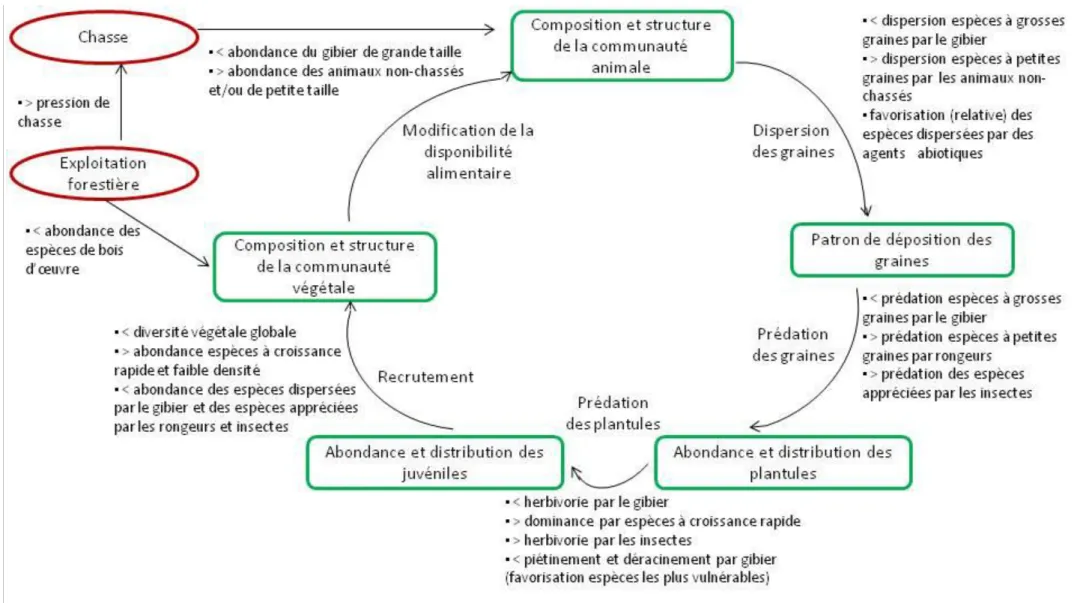 Figure 3 Schéma conceptuel présentant l'effet de la défaunation sur la régénération des essences forestières (adapté de Poulsen et al