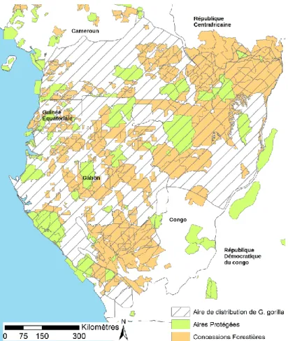 Figure 4 Aire de distribution du gorille (Gorilla gorilla) et localisation des concessions forestières et aires  protégées en Afrique Centrale 