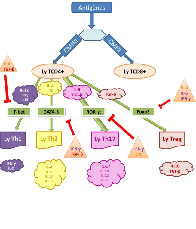 Figure 1 : Schéma simplifié des principales voies d’activation lors de la mise en place  d’une réponse immune de type cellulaire chez la souris
