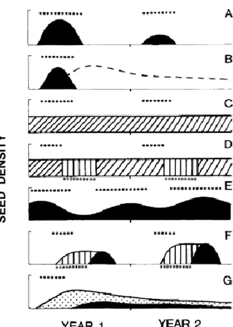 Figure 1.5. Stratégies de la banque de graines du sol en région tropicale (Garwood, 1989)
