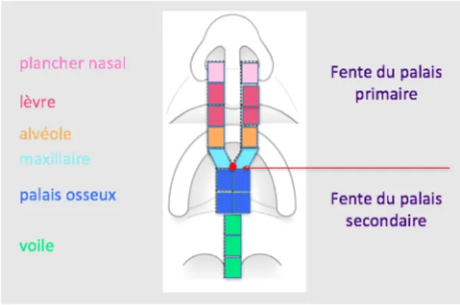 Figure 4 : Schéma des types de fentes, CCMR Grenoble 