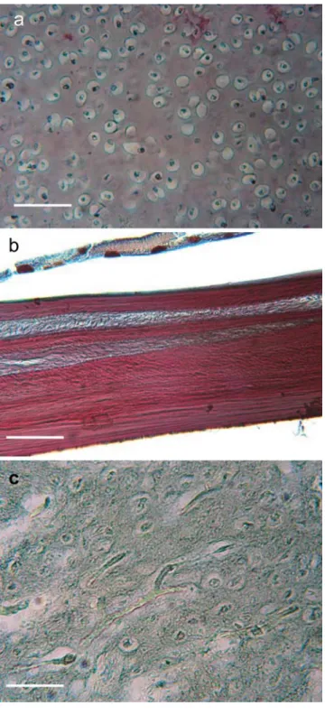 Fig. 1 Histological section of (a) cartilage, (b) bone and (c) rocker bone in Ophidion barbatum