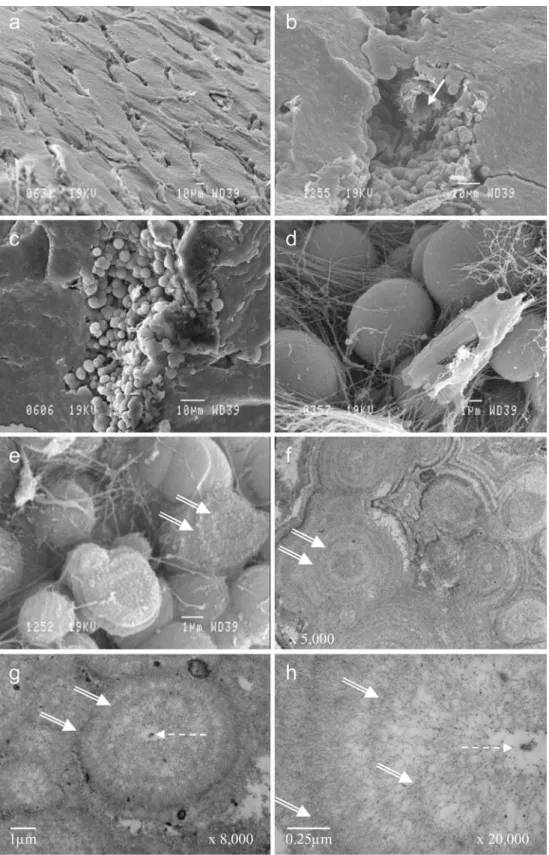 Fig. 5 Details of the rocker bone in O. barbatum. a – e SEM. a External surface of the rocker bone