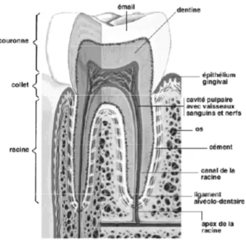 Figure 1 : Coupe d’une dent (molaire). (5) 