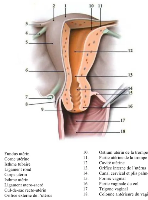 Figure 1.  Configuration interne de l’utérus et du fornix vaginal antérieur (11) 