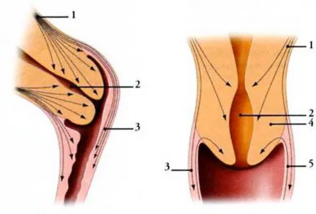 Figure 3.  Les fibres musculaires dans le col utérin (11) 