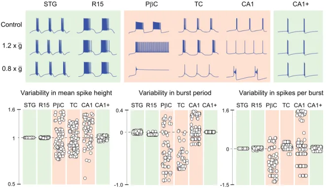 Figure 1B highlights that this tunability property is com- com-pletely lost by changing a single parameter in the model, namely, the time constant of activation of the calcium  chan-nels