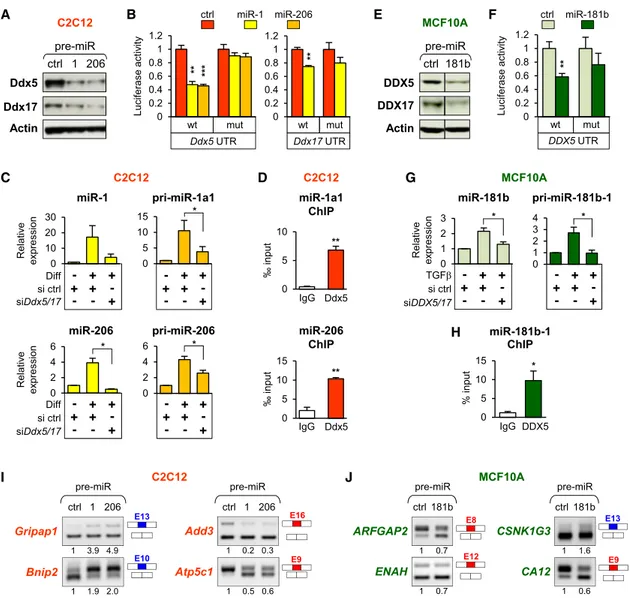 Figure 5. A Negative Feedback Loop Involving miRNAs Regulates DDX5/DDX17 Expression during Differentiation (A) Expression of Ddx5 and Ddx17 in C2C12 cells overexpressing pre-miR-1, pre-miR-206, or a control pre-miR.