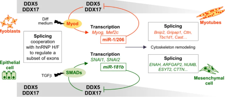 Figure 7. Orchestrated Regulation of Gene Expression by DDX5 and DDX17 during Cell Differentiation