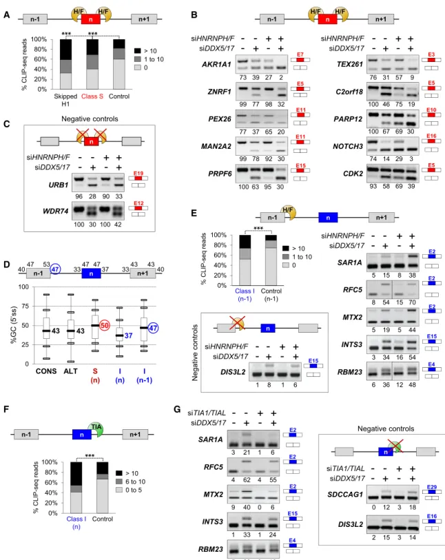 Figure 2. The Localization of GC-Rich hnRNP H/F Binding Sites Defines the Splicing Outcome of the Two Classes of DDX5/DDX17-Regulated Exons