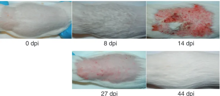 FIG 1 Experimental infection of the natural host of Arthroderma benhamiae. Cutaneously infected guinea pigs developed skin symptoms that were the most severe at 14 days postinfection (dpi) due to inflammation, while 8 dpi was the time point for the peak of