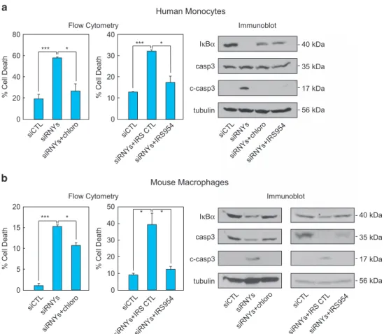 Figure 4 Intracellular s-RNYs activate TLR7 to promote apoptosis and inflammation in monocytes/macrophages