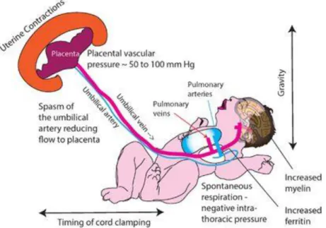 FIGURE 1. FACTEURS INFLUENCANT LA TRANSFUSION PLACENTAIRE  