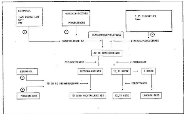Figure 1 : Physiologie du déclenchement du travail d'après D. Cabrol, Déclenchement du  travail à terme, 1989, Upjohn p.11
