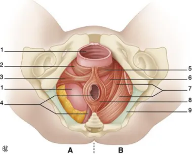 Figure 1 : Ampliation du périnée à l’accouchement 