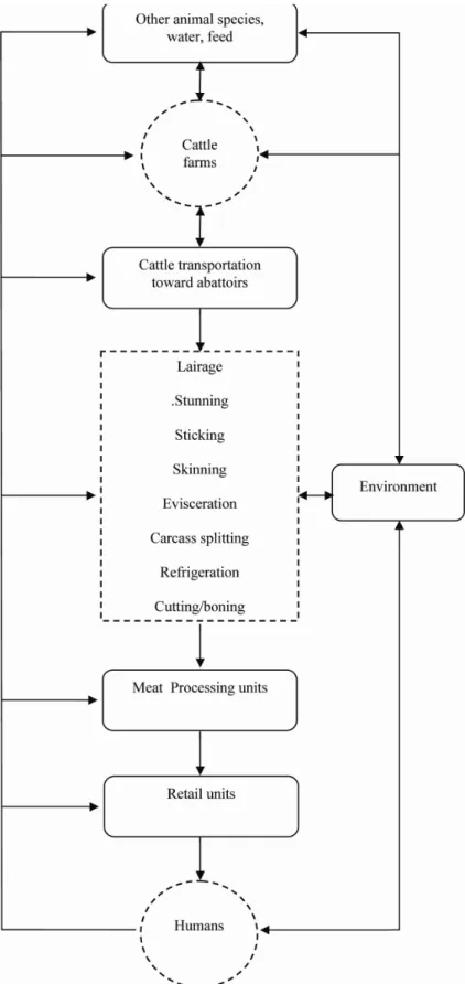 Figure 1. Potential sources and pathways for microbial contamination of bovine meat (Adapted from: Food and  Agriculture Organization, 2006 and Millemann, 2008) 