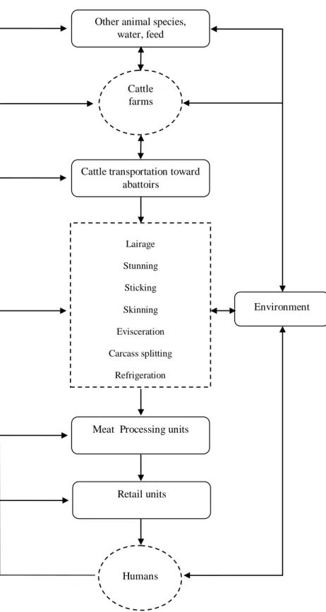 Figure  1.Potential  sources  and  pathways  for  microbial  contamination  of  bovine  meat