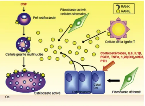 Figure 2 : La différenciation ostéoclastique (4)