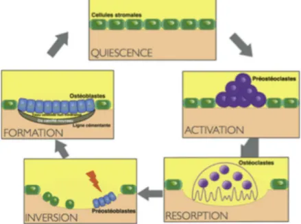 Figure 4 : Le cycle ARIF (4)