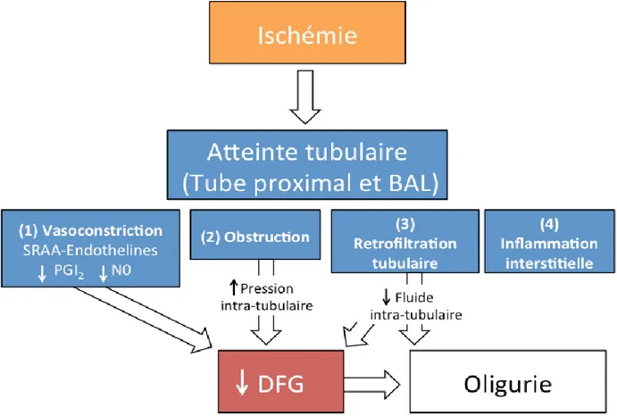 Figure 2 : Mécanismes d’agression rénale, de l’IRA fonctionnelle à la NTA. 