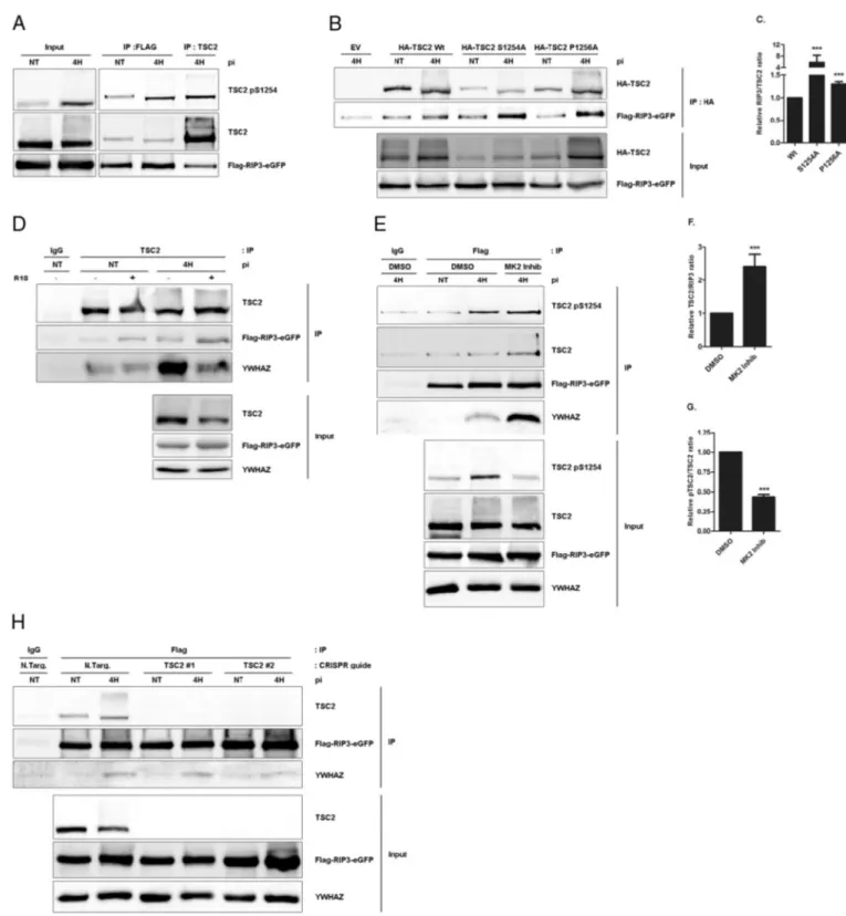 Fig. 5. TSC2 S1254 phosphorylation modulates the RIP3/TSC2 interaction after PDT. (A) LN-18 cells transduced by 3xFlag-RIP3-eGFP were treated by PDT and lysates subjected to a Flag or TSC2 immunoprecipitation