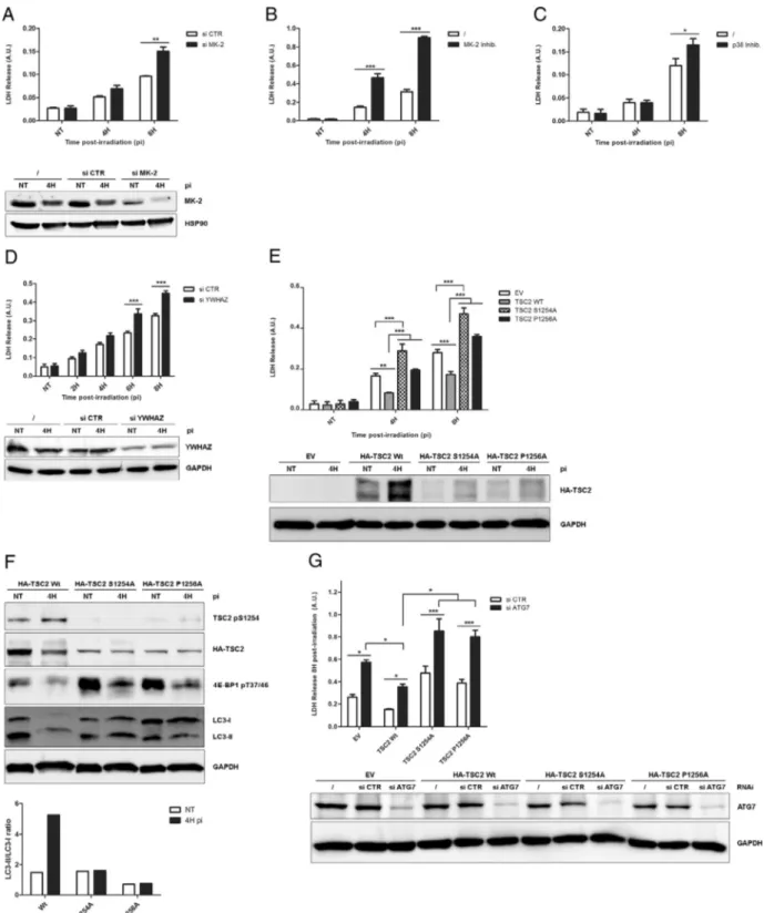 Fig. 3. Phosphorylation of TSC2 serine 1254 promotes survival through the activation of autophagy after 5-ALA-PDT