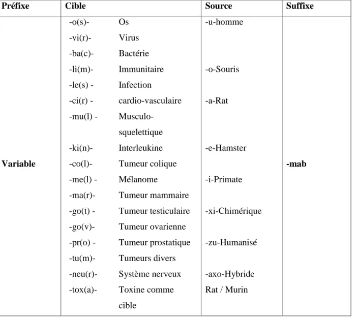 Tableau I : Nomenclature internationale des différents types d’anticorps monoclonaux. 