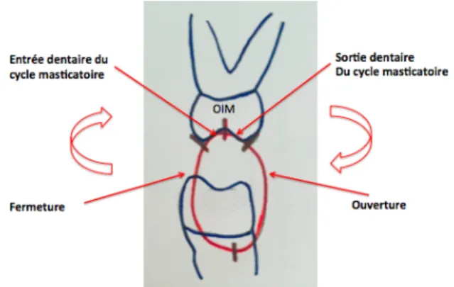 Figure   12   :   Cycle   masticatoire   selon   Le   Gall   et   Lauret      (14)           