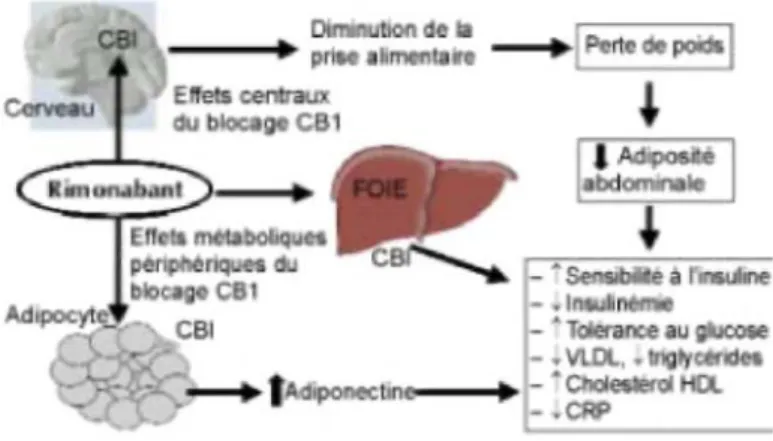 Figure 1: Effets métaboliques escomptés du blocage par le rimonabant des récepteurs CB1 centraux et  périphériques chez le sujet obèse ou en surpoids 