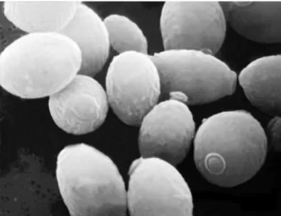 Figure 9 : Saccharomyces au microscope électronique (musee.afrappier.qc.ca)  1.3.3.3. Les autres bactéries  