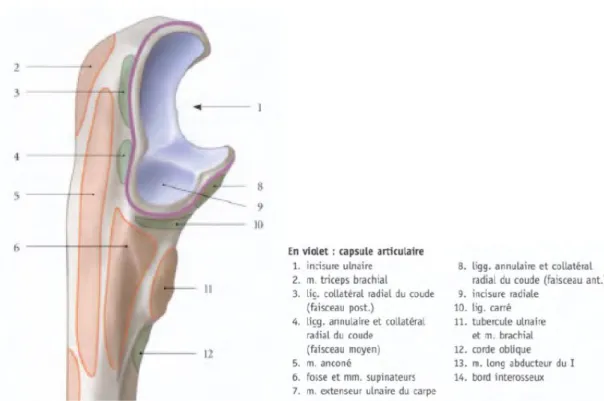 Figure 10 : Vue latérale de l’épiphyse proximale de l’ulna avec ses insertions ligamentaires et musculaires  (Kamina) 