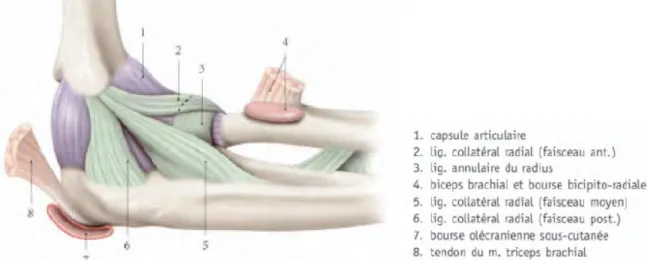Figure 14 : Vue latérale de l’articulation du coude avec ses insertions ligamentaires et tendineuses (Kamina) 