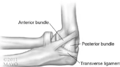 Figure 15 : Vue médiale du complexe ligamentaire collatéral médial du coude (The unstable elbow  Tashjian 2017) (6) 