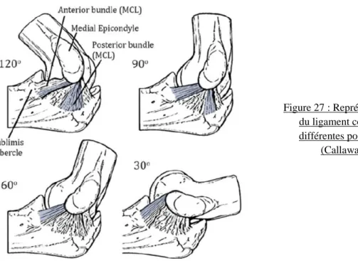 Figure 27 : Représentation dynamique  du ligament collatéral médial à  différentes positions de flexion 