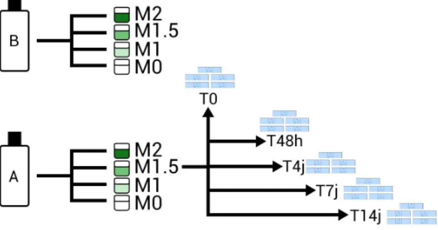 Figure 2: Protocole NaOH (source : Jane Gourgues) 