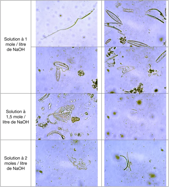 Tableau 2: Résultats qualitatifs: effet de NaOH à 48h sur la structure silicieuse  des diatomées (crédit photo Jane Gourgues) 