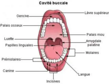Figure 1 : Cavité buccale 1