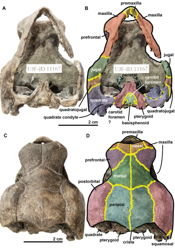 Figure 6 Skull of the holotype (UJF-ID.11167) of Rhinochelys amaberti in (A) ventral and (B) dorsal views