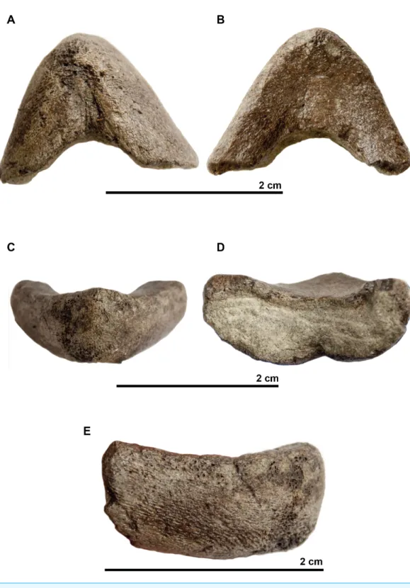 Figure 7 Symphyseal region of dentaries assigned to the skull of the holotype (UJF-ID.11167) of Rhinochelys amaberti in (A) ventral view, in (B) dorsal view, in (C) anterior view, in (D) posterior view, and in right (E) lateral view.