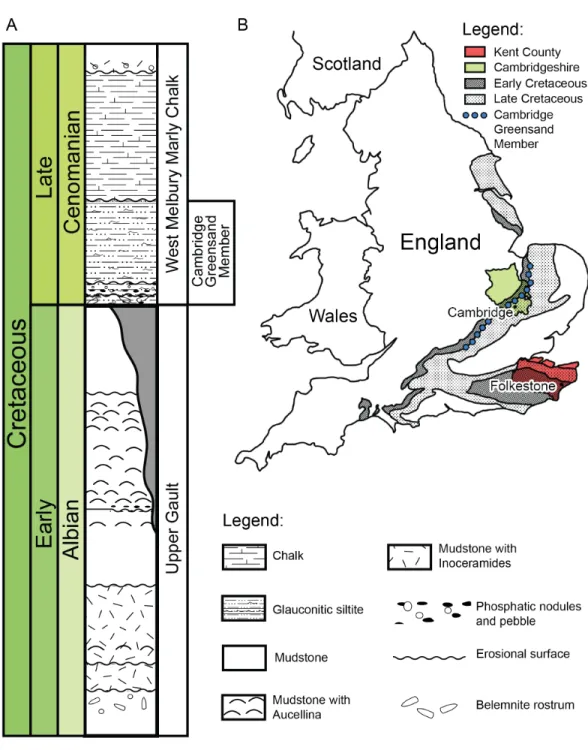 Figure 2 (A) Schematic log modified from Unwin (2001) containing the lithology and the stratigraphic position of the Cambridge Greensand Member