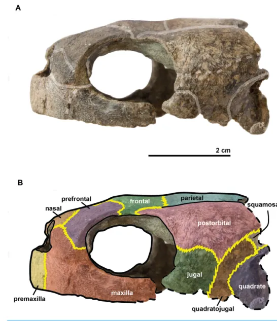 Figure 4 Skull of the holotype (UJF-ID.11167) of Rhinochelys amaberti in lateral view showing the left side