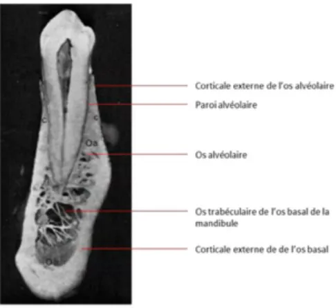 Figure 1 : Anatomie de l’os basal et alvéolaire mandibulaire. Coupe sagittale au niveau d’une prémolaire  inférieure