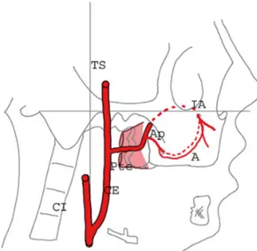 Figure 1 : schéma de la vascularisation du sinus. (CI) carotide interne, (CE) carotide  externe, elle se divise en deux branches la temporale superficielle (TS) et l’artère 
