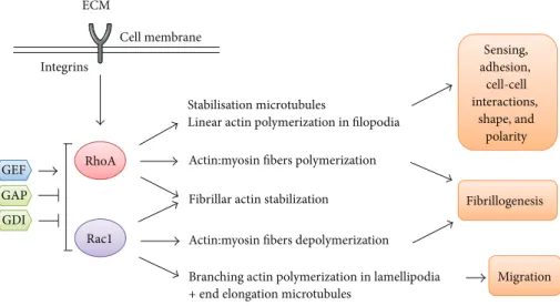 Figure 2: RhoGTPase actions on the cytoskeleton and cell dynamics (modified from [14])
