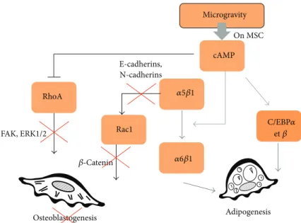 Figure 3: Role of AMPc on RhoGTPases activities and commitment of multipotent cells. Microgravity affects the growth, proliferation, and differentiation of multipotent cells by increasing AMPc production