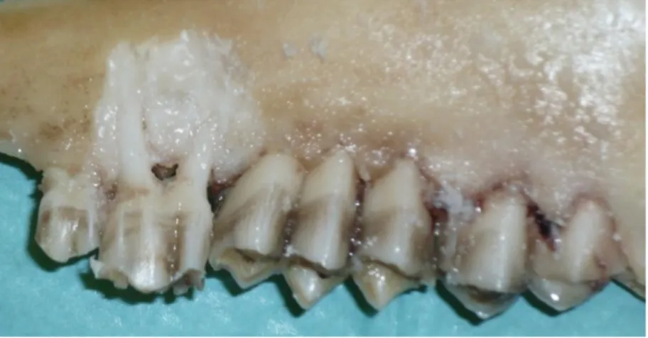 Figure 11 : Extraction des dents par alvéolectomie. (Cliché : E. Hourqueig) 