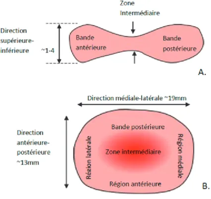 Figure 3 Schéma du disque A direction supérieure-inférieure B direction antérieure-postérieure