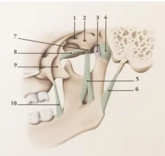 Figure 14 : Vue médiale des éléments ligamentaires s’insérant dans les zones mandibulaires 